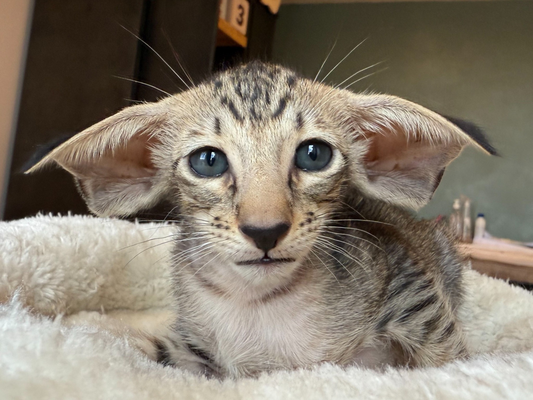 Oriental Express — Siamese e Orientale